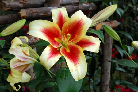 Beautiful orchids in Northern Thailand.の写真素材