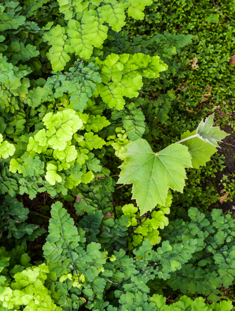Fern leaves in the nursery.の写真素材