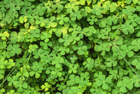 Green ground cover plant in humid area