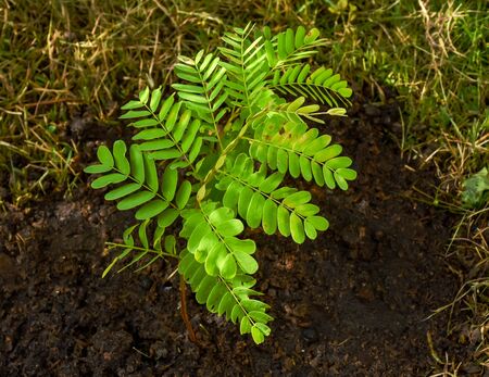 Young tamarind growing,touched by afternoon light.の写真素材