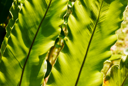 Green broad fern leaves close up from underneath. Natural pattern of veins and spores could be seen clearly. Selective focus,soft light effect added.の写真素材