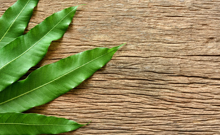 Wooden background with green mango leaves frame and copy space.の写真素材