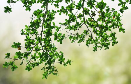 Green leaves and branches in spring season with blurry and foggy nature background.の写真素材