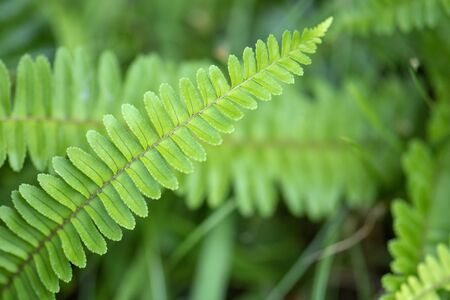 Fern leaves in green natural background. Selective focus.の写真素材