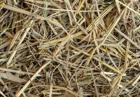 Dry rice straw texture background.の写真素材
