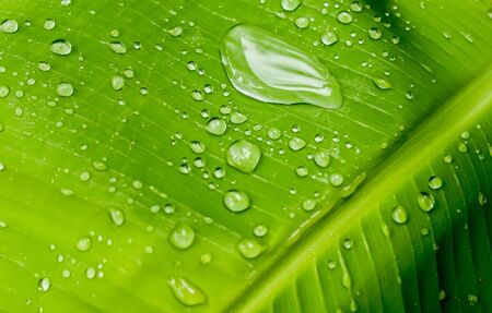 Nature abstract of Water drops on Green leaf background.Selective focus of dew drops on banana leaf.の写真素材