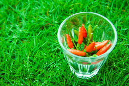 The chili peppers freshest and hottest, In the hand, On the lawnの写真素材
