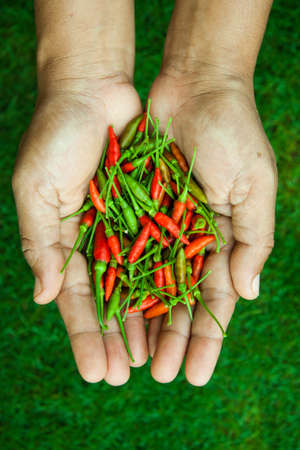 The chili peppers freshest and hottest, In the hand, On the lawnの写真素材