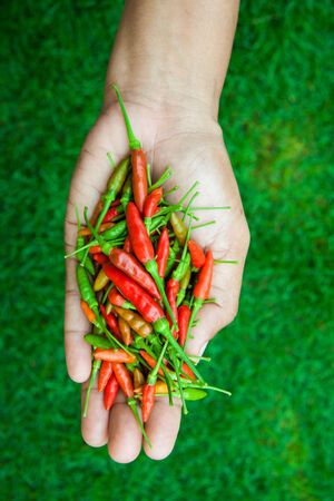 The chili peppers freshest and hottest, In the hand, On the lawnの写真素材