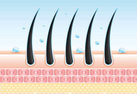 Hair care serum follicle diagnostics. Anatomy skin, medical human, epidermis layer, vector illustration design.のイラスト素材