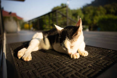A black and white cat sitting on a sunny background.の写真素材