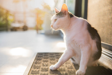A black and white cat sitting on a sunny background.の写真素材