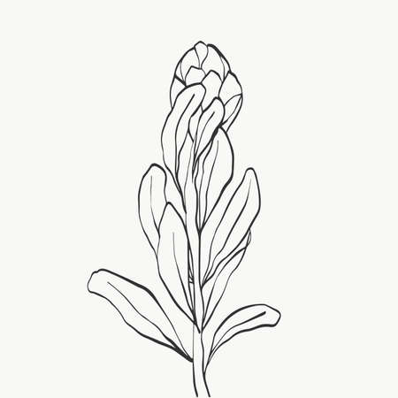 Set of protea flower and tropical leaves line over white background. holiday gift, bouquet, buds. one beautiful fashion flower macro shot. vector illustrations design.のイラスト素材