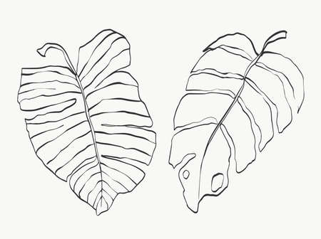 Monstera leaves line art. abstract modern or minimal plants line. perfect for home decor such as posters. vector illustrations design.のイラスト素材