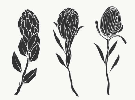 Set of protea flower and tropical leaves line over white background. holiday gift, bouquet, buds. one beautiful fashion flower macro shot. vector illustrations design.のイラスト素材