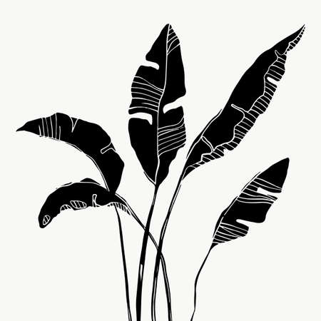 Tropical palm banana leaves. beautiful hand drawn exotic plants on white background. vector design.のイラスト素材