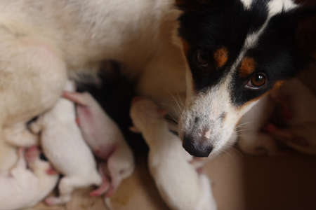 Close-up of puppy with mother dog at home. Dog breastfeeding puppies. Puppies sucking breast with milk from his momの写真素材
