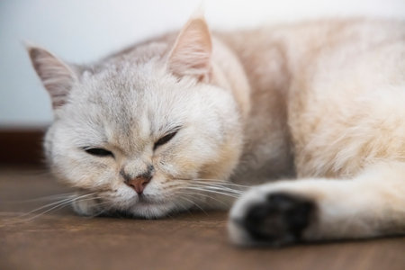 A beautiful British cat breed Shorthair, soft, white, gray hair in a light room. Looking towards camera.の写真素材