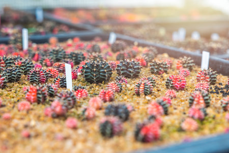 Close-up group of colorful Gymnocalycium mihanovichii pot. Cactus are popular with thorns and are highly resistant to drought. Cactus is a botanically multi-species tree.の写真素材