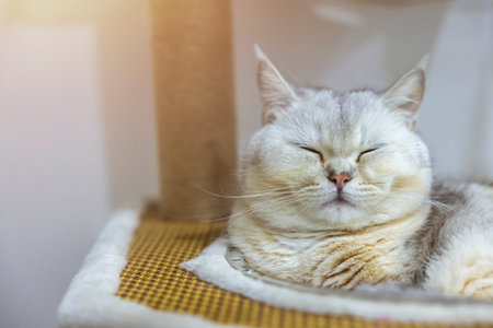 A beautiful British cat breed Shorthair, soft, white, gray hair in a light room. Looking towards camera.の写真素材