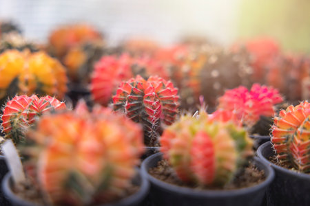 Close-up group of colorful Gymnocalycium mihanovichii pot. Cactus are popular with thorns and are highly resistant to drought. Cactus is a botanically multi-species tree.の写真素材