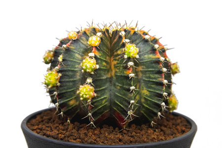 Close-up group of colorful Gymnocalycium mihanovichii pot. Cactus are popular with thorns and are highly resistant to drought. Cactus is a botanically multi-species tree.の写真素材