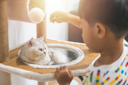 Boy playing with beautiful British cat breed Shorthair, soft, white, gray hair in a light room. Looking towards camera.の写真素材