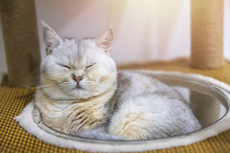 A beautiful British cat breed Shorthair, soft, white, gray hair in a light room. Looking towards camera.の写真素材
