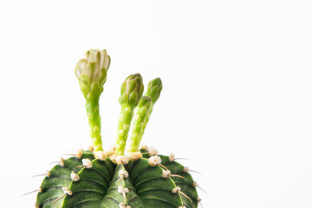 Close-up group of colorful LB2178 Gymnocalycium mihanovichii on white background. Cactus popular with thorns and highly resistant to drought. Cactus is botanically multi-species tree.の写真素材
