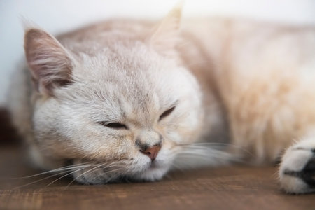 A beautiful British cat breed Shorthair, soft, white, gray hair in a light room. Looking towards camera.の写真素材