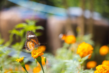 Colorful butterfly are drinking nectar and pollinating yellow-orange flowers in the midst of a flower garden. The beauty of nature's work.の写真素材