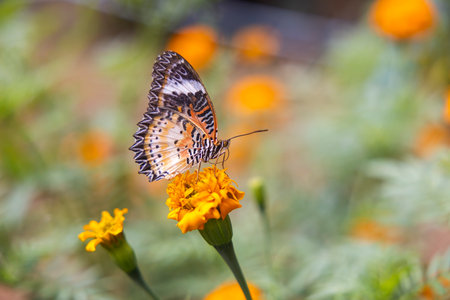 Colorful butterfly are drinking nectar and pollinating yellow-orange flowers in the midst of a...