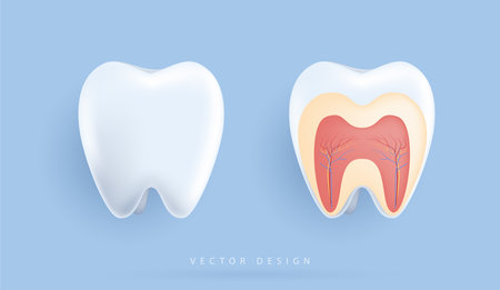 Biological illustration of detailed teeth anatomy. the structure of teeth for medical apps, websites and hospital. vector design.のイラスト素材