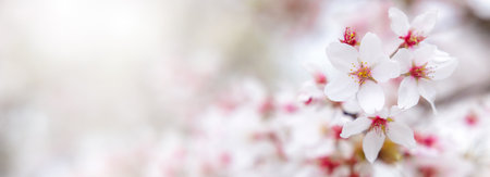 Beautiful spring cherry blossom (Zakura) of pink flower on blurred background. close up of nature view flora in the spring. copy space using plants landscape, wallpaper or cover concept. Tokyo, Japan.の写真素材