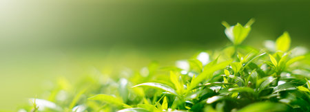Green leaf for nature on blurred background. close up of nature view green leaf and copy space using plants landscape, ecology wallpaper or cover concept.の写真素材
