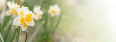 Nature of yellow flower on blurred background. close up of nature view flora and leaf. copy space using plants landscape, ecology wallpaper or cover concept.の写真素材