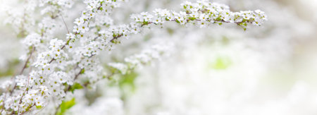 Nature of white flower on blurred background. close up of nature view flora and leaf. copy space using plants landscape, ecology wallpaper or cover concept.の写真素材