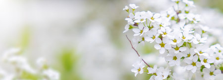 Nature of white flower on blurred background. close up of nature view flora and leaf. copy space using plants landscape, ecology wallpaper or cover concept.の写真素材