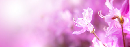 Nature of pink flower on blurred background. close up of nature view flora and leaf. copy space using plants landscape, ecology wallpaper or cover concept.の写真素材