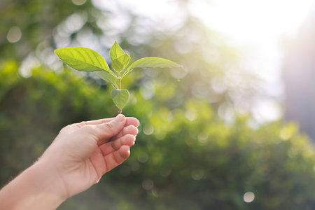 Hand holding with tree for co2, ESG and net zero. energy saving concept. save our planet, world environment day, world earth day. sustainable development and green business.の写真素材