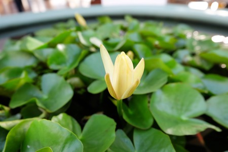 A little white lotus is blooming in the pond.の写真素材