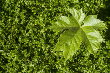 Green leaf on the mosの写真素材