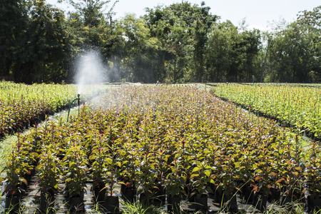 Watering for plant in farmの写真素材