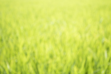 natural abstract  backgroundの写真素材