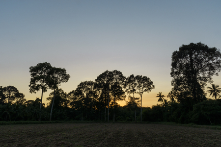 Backlit of trees at sunset, Nature landscapeの写真素材