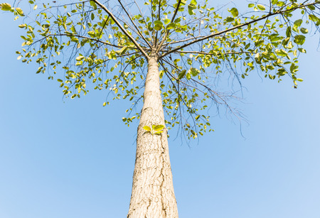 closeup  tree focus at bud leave on sky and cloud backgroundの写真素材