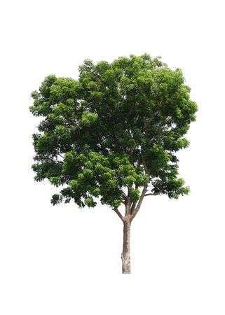 Azadirachta indica Tree isolated on white background with clipping pathの写真素材