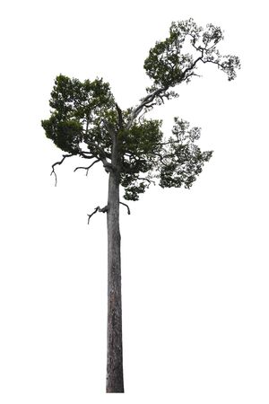 Dipterocarpus alatus tree isolated on white background with clipping path.の写真素材