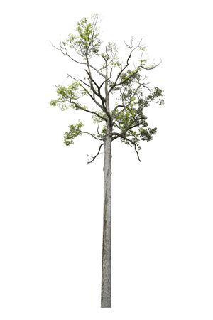 Dipterocarpus alatus tree isolated on white background with clipping path.の写真素材