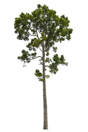 Dipterocarpus alatus tree isolated on white background with clipping path.の写真素材